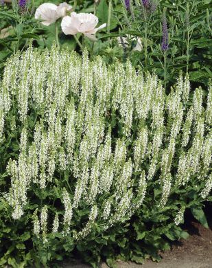 Loistosalvia Schneehugel 3 kpl