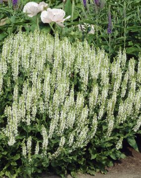 Loistosalvia Schneehugel 3 kpl