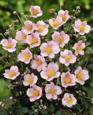 Hopeasyysvuokko Robustissima 3 kpl