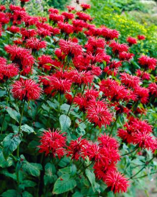 Tarhaväriminttu Fireball  3 kpl