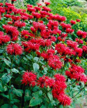 Tarhaväriminttu Fireball  3 kpl