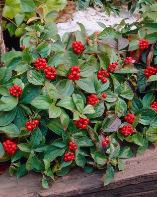 Kanadanruohokanukka 3 kpl