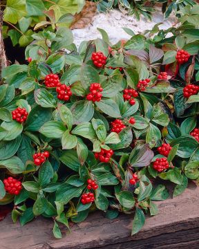 Kanadanruohokanukka 3 kpl