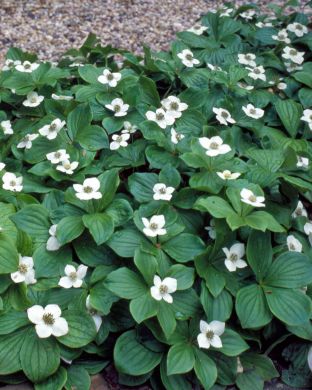 Kanadanruohokanukka 3 kpl