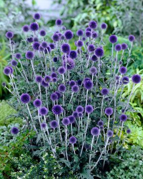 Sinipallo-ohdake Veitch's Blue 3 kpl