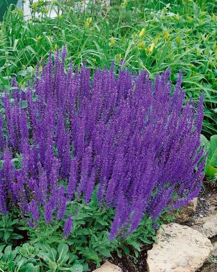 Loistosalvia Blaukönigin 3 kpl