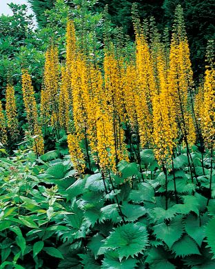 Rakettinauhus Little Rocket 3 kpl