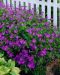 Purppurapörriäinen-perennapenkki 18 kpl
