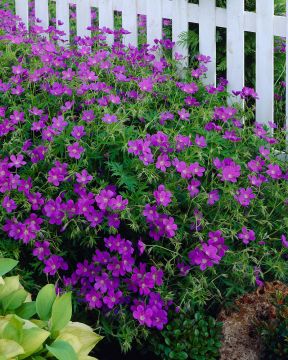 Purppurapörriäinen-perennapenkki syyssipuleilla 83 kpl