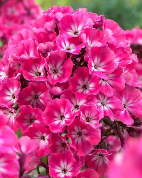 Syysleimu Alexandra 3 kpl