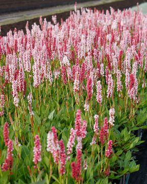 Vuorikonnantatar 3 kpl