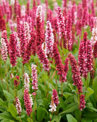 Vuorikonnantatar 3 kpl