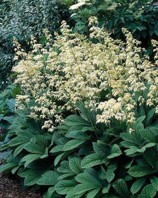 Sormivaleangervo 3 kpl