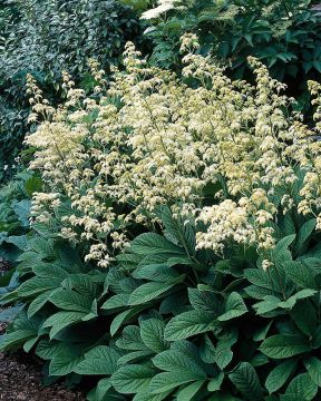 Sormivaleangervo 3 kpl