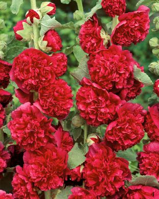 Tarhasalkoruusu punainen 3 kpl