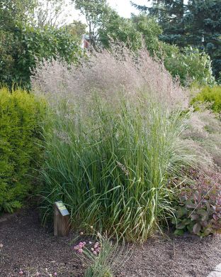 Elefanttiheinä Silberfeder 3 kpl