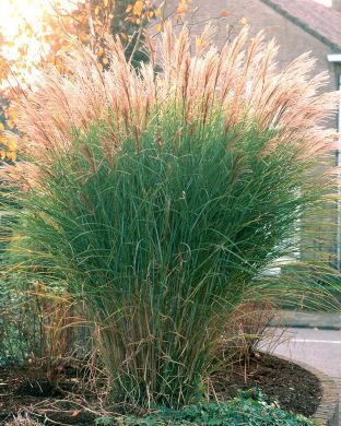 Elefanttiheinä Silberfeder 3 kpl