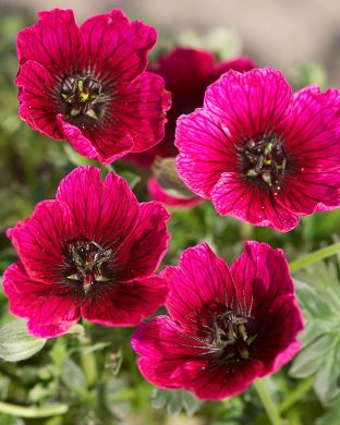 Harmaakurjenpolvi Jolly Jewel Purple 3 kpl