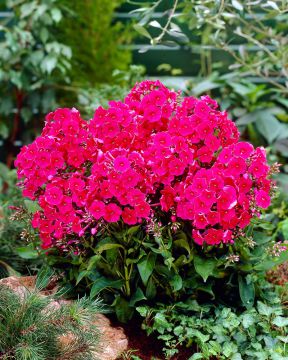 Syysleimu Septemberglut 3 kpl