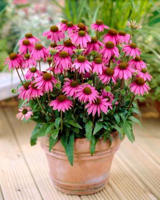 Kaunopunahattu Little Magnus 3 kpl