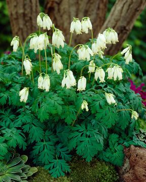 Purppurapikkusydän Aurora 3 kpl