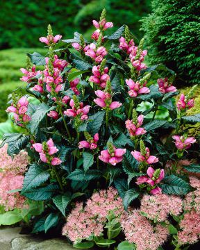 Konnanyrtti vaaleanpunainen 3 kpl