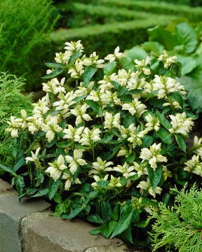 Konnanyrtti valkoinen 3 kpl