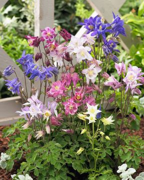 Jaloakileija-lajitelma 3 kpl