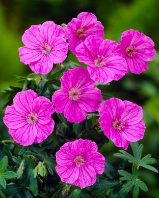 Verikurjenpolvi Ankum´s Pride 3 kpl