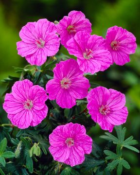 Verikurjenpolvi Ankum´s Pride 3 kpl