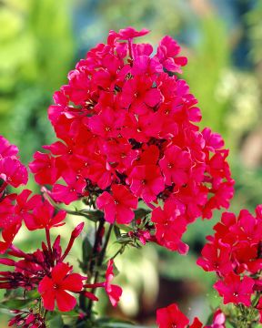 Syysleimu Starfire 3 kpl