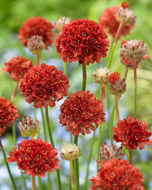 Maljalaukkaneilikka mix 6 kpl