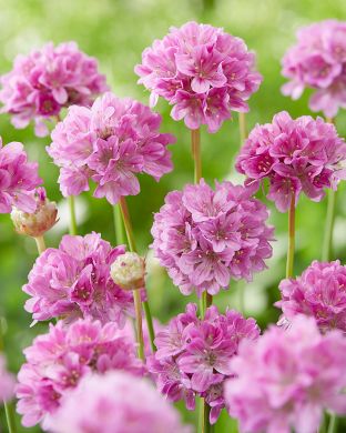 Maljalaukkaneilikka Ballerina Purple Rose 3 kpl