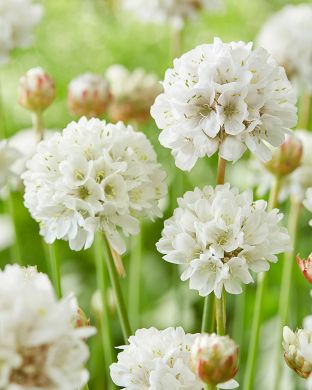 Maljalaukkaneilikka Ballerina White 3 kpl