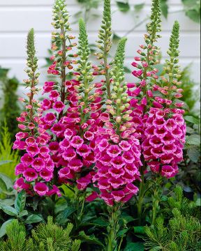 Sormustinkukka pinkki 3 kpl