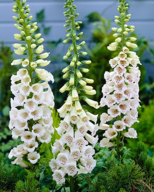 Sormustinkukka valkoinen 3 kpl