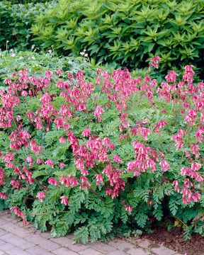 Kevätpikkusydän vaaleanpunainen 3 kpl