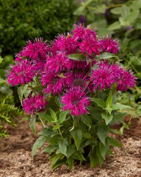 Punaväriminttu Balmy Purple 3 kpl