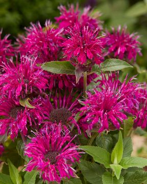 Punaväriminttu Balmy Purple 3 kpl