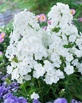 Pörriäiskeidas-perennapenkki 18 kpl