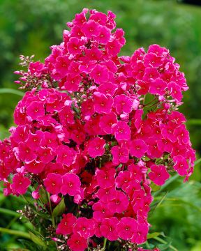 Syysleimu Tenor 3 kpl