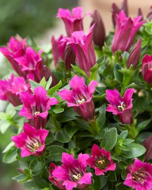 Katkero Lipstick Ashiro