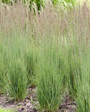 Siniheinä Moorhexe 3 kpl