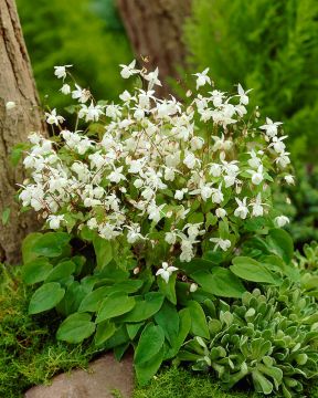 Valkovarjohiippa Niveum 3 kpl