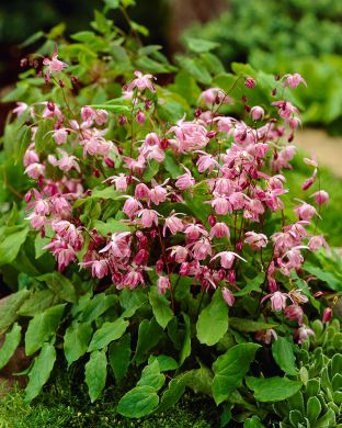 Valkovarjohiippa Roseum 3 kpl