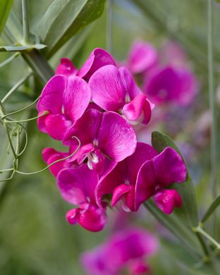 Ruusunätkelmä Red Pearl 3 kpl