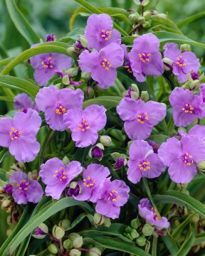 Tarhajuoru Little Doll 3 kpl