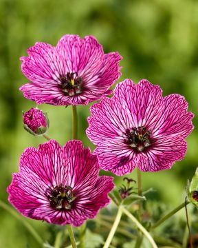 Harmaakurjenpolvi Jolly Jewel Lilac 3 kpl