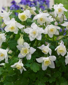 Kääpiöjapaninakileija mix 6 kpl