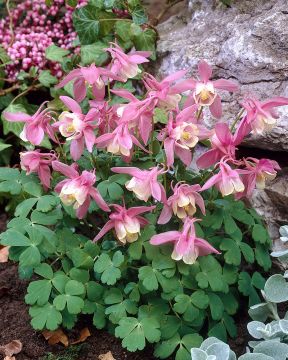 Kääpiöjapaninakileija mix 6 kpl